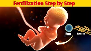 😍🩺Conception Explained From Ovulation to Fertilization  Fertilization of Egg and Sperm in Humans [upl. by Yrruc]