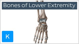 Overview of the Bones of the Lower Extremity preview  Human Anatomy  Kenhub [upl. by Irv555]