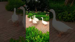 Peaceful Waddle of White Domestic Geese 🪿🪿 nature goose naturalsound [upl. by Nylkcaj887]