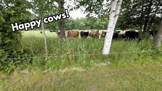 Back pasture is ready and the cows love it [upl. by Fields131]