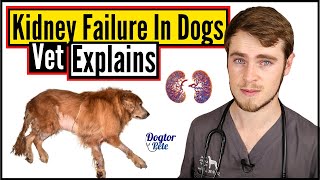 Kidney Failure In Dogs  Everything You NEED To Know  Veterinarian Explains  Dogtor Pete [upl. by Thistle]