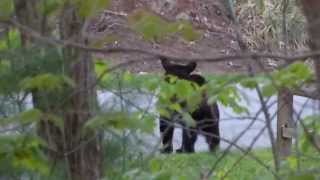 Bears Raiding Garbage Bins [upl. by Trab686]