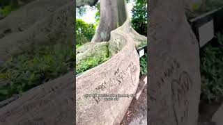 Kapok Tree magnificence Magical shorts shortvideo nature magic [upl. by Kcirrej]