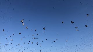 woodpigeon hunting ΦΑΣΣΕΣ ΣΤΗΝ ΗΠΕΙΡΟ ΜΕ benelli SS [upl. by Kitti680]