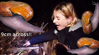 a quest to find New Zealands GIANT snails PART II [upl. by Perdita]