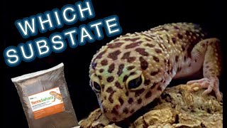 Which substrate is best for leopard geckos  TheGeckoFactory [upl. by Etteloiv]