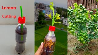 Unique techniques growing lemon tree from cuttings  Gardening method at home [upl. by Irtemed]