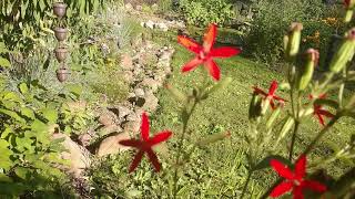 Royal catchfly A true hummingbird magnet [upl. by Iaoh390]