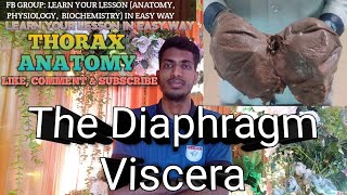 Anatomy Of The Diaphragm Viscera  Thorax   Anatomy  anatomy viscera mbbs [upl. by Burkley]