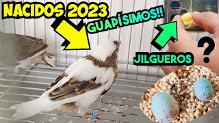 QUÉ GUAPOS mis CANARIOS 2023  Examinamos Huevos JILGUEROS [upl. by Lrig]