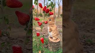 Make a strawberry tree for the little rabbit May you be happy and free from worries Cute pet d [upl. by Fife]