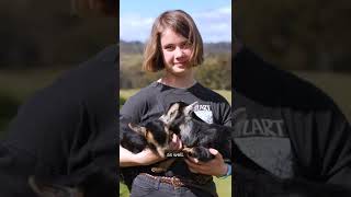 Meet this 11yearold pygmy goat farmer from Cygnet 🐐  Pets amp Animals  ABC Australia [upl. by Nylekcaj]