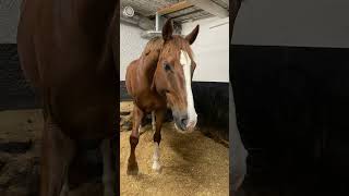 Video whit the star Sture✨horse happy friend star horseriding häst stallvideo best Sture [upl. by Ramyaj205]