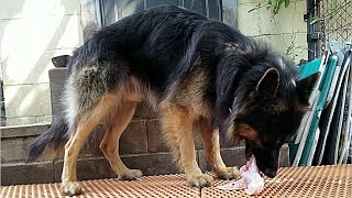 German Shepherd Eats Raw Turkey Wing Mukbang [upl. by Ymassej944]