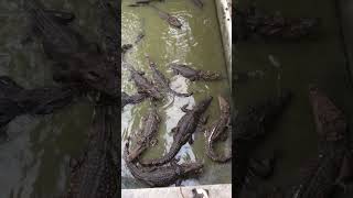 Crocodile eat food in water 4 [upl. by Orravan598]