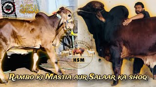 HSM Vlogs  Rambo ki Mastia aur Salaar ka Shoq Masha Allah vlog youtube [upl. by Yrneh]