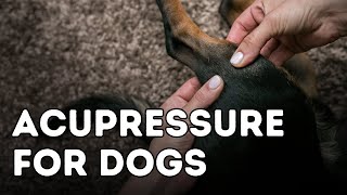 Acupressure For Common Dog Health Problems [upl. by Alleynad347]