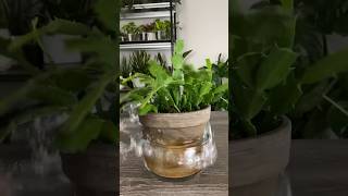 Leaf Propagate Christmas Cactus in Soil [upl. by Saitam]