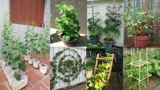 25 Best Trellis Ideas For Terrace kitchen GardenTrellis For VinesTrellis Ideas For Balcony garden [upl. by Corso735]