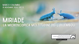 MIRIADE la microscopica moltitudine dei collemboli [upl. by Odanref]