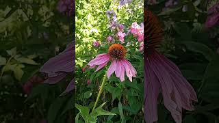 Echinacea Flower [upl. by Iaht]