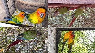 Sun conure New Season  Suncanor Green conure Jenday conure Breeder Pairs  M Birds [upl. by Ientruoc]