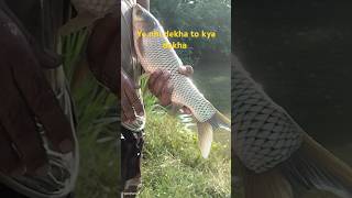 Single Hook BIG Rohu Fishing  best bait for rohu fish Rohu fishing Rohu fishing technique [upl. by Dnesnwot655]