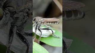 Crazy Secrets of Snakefly theinsectchannel insectinsights facts insect ants snakefly bee [upl. by Delgado]