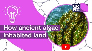 Plant Life on Earth  How ancient algae inhabited land [upl. by Wilhelmine115]