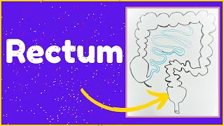 Rectum  Anatomy features and functions of the rectum [upl. by Alyek]