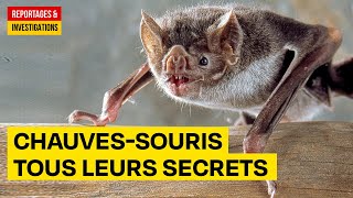 Chauvessouris Lanimal qui fait le plus avancer la science  Documentaire Animalier HD AMP [upl. by Hanser]