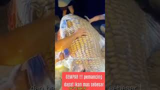 KEMUNCULAN IKAN MAS RAKSASA DARI DANAU TOBA ‼️shorts mancing danautoba ikanmas [upl. by Crescint]