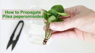 How to Propagate Pilea peperomioides [upl. by Lesig]