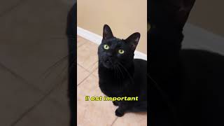 Chats Noirs  Malchance ou Simple Croyance [upl. by Nofpets]