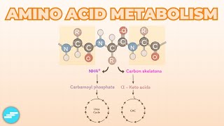 Amino Acid Metabolism [upl. by Schofield15]