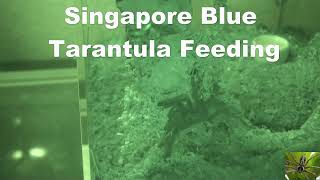 Singapore Blue Tarantula Feeding Omothymus violaceopes [upl. by Buroker]