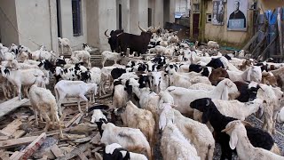 ODI OLOWO  OJUWOYE LCDA SUBSIDISES RAM SALES [upl. by Nehtanoj345]