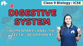 Digestive System Class 9 ICSE Biology  Selina Chapter 11  Alimentary canal Teeth Dentition 1 [upl. by Eilerua]