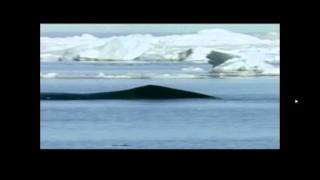 Discovery Channel Blue Whale [upl. by Jablon748]