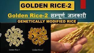 Golden rice 2  goledn rice vs golden rice 2  gene transfer in golden rice  golden rice genetics [upl. by Oicnaneb]