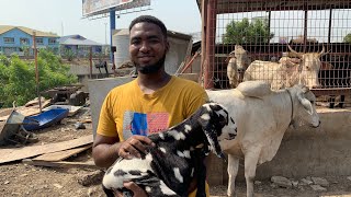 How a Student Became the Best Cattle Farmer in Ghana at 20 [upl. by Wallis]