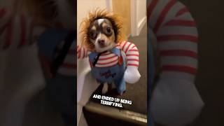 Their dog’s halloween costume is terrifying 😂 [upl. by Jairia850]