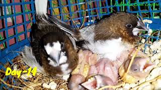 Baby Birds Growth  Baby Finches Growth Day 1 to 24 of Gouldian Finch  fincheschickgrowth [upl. by Dyol]