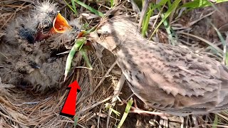 LARK Bird putting Long and thin GRASSHOPPER in babies THROAT BirdPlusAnimals [upl. by Mittel]