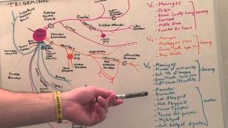 Cranial Nerve V  Anatomy Lecture for Medical Students  USMLE Step 1 [upl. by Amador673]