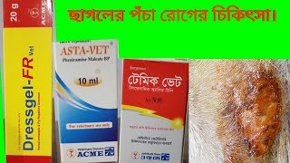 ছাগলের পঁচা রোগের চিকিৎসা। [upl. by Ahsitauq]