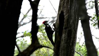 Pileated Woodpecker Drumming  1080p HD [upl. by Ahsinert]