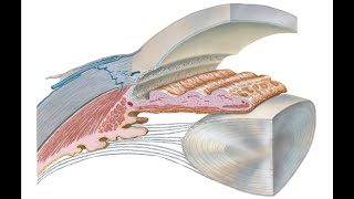 Anatomy of eyeball [upl. by Nawotna996]