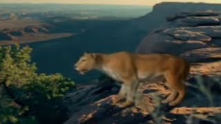 Saber Tooth Cat Prey  Ice Age Death Trap  BBC Studios [upl. by Orv955]