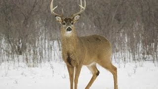 Crossbow headshot to whitetail deer 2014 [upl. by Ariahay]